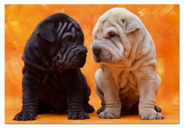 Puzzelwereld-Legpuzzel-Educa-Puppies met Plooien-500 stukjes-14463 P