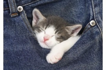 Puzzelwereld-Legpuzzel-Educa-Sweet Dreams-500 stukjes-16735