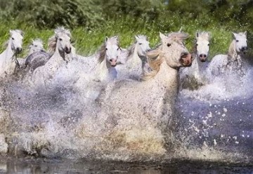 Puzzelwereld-Legpuzzel-Educa-Witte Camarga Paarden-1000 stukjes-15988 P