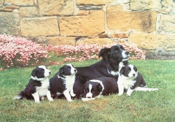 puzzelwereld legpuzzel the house of puzzles 2698 Mother's Pride 500 stukjes P