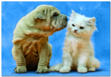 Puzzelwereld-Legpuzzel-Educa-Geheimen-500 stukjes-14806 P