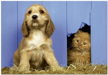 Puzzelwereld-Legpuzzel-Educa-Ik let op!-500 stukjes-15149 P