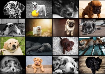 Puzzelwereld-Legpuzzel-Grafika-Collage Honden-1000 stukjes-F00380 P