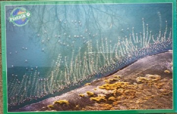 Puzzelwereld-Legpuzzel-Piatnik-Flamingo's-1000 stukjes-569944 F