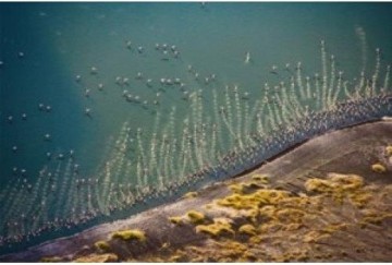 Puzzelwereld-Legpuzzel-Piatnik-Flamingo's-1000 stukjes-569944 P