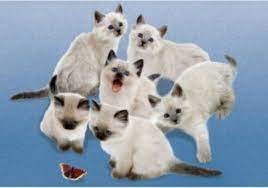 Puzzelwereld-Legpuzzel-Clementoni-Vlinder Poezen Regdolls-500 stukjes-C30393 P