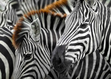 Puzzelwereld   enjoy   1000 stukjes   zebras   ej2103