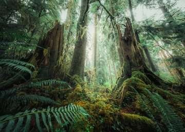 Puzzelwereld   ravensburger   174942   in het bos   1000 stukjes p