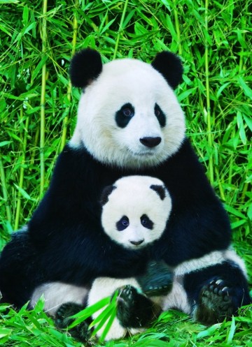 Puzzelwereld legpuzzel eurographics 0173 panda familie 1000 stukjes P