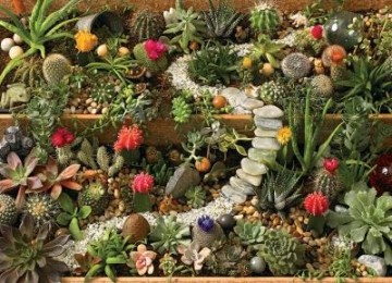 Puzzelwereld legpuzzel cobble hill 40087 succulent garden 1000 stukjes p