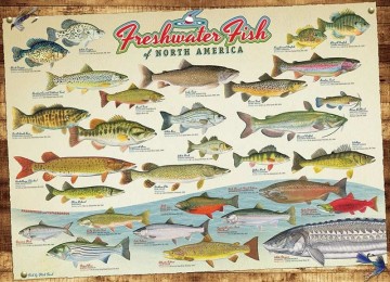Puzzelwereld legpuzzel cobble hill 80094 freshwater fish of north america 1000 stukjes P