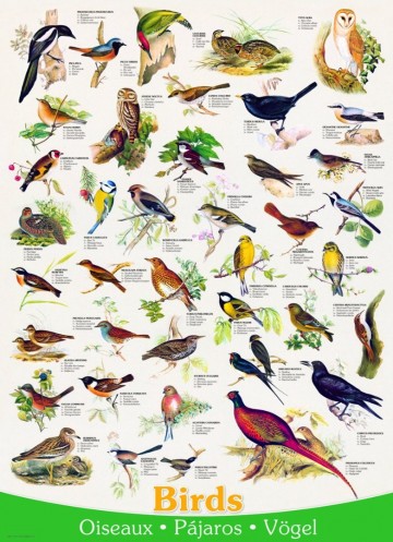 Puzzelwereld legpuzzel eurographics 1259 vogels 1000 stukjes p
