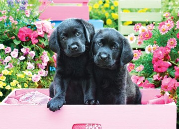 Puzzelwereld legpuzzel eurographics 5362 black labs in pink box 500xl stukjes p