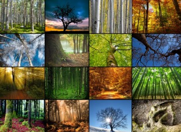 Puzzelwereld legpuzzel grafika 30066 collage   bomen 2000 stukjes p