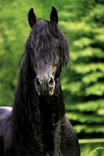 Puzzelwereld legpuzzel hengst 500 stukjes schmidt plat