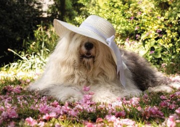 Puzzelwereld legpuzzel jumbo 18515 sophie the dog 200 stukjes P