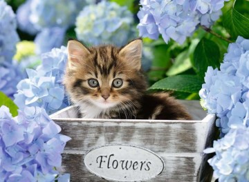 Puzzelwereld legpuzzel klein katje ravensburger 128945 300 stukjes p