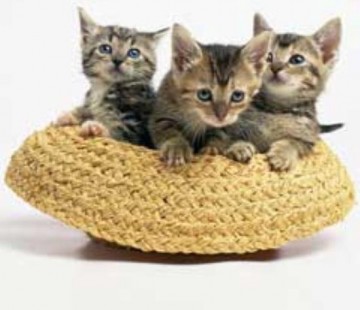 Puzzelwereld legpuzzel ravensburger 152094 3 kleine poesjes 500 stukjes p