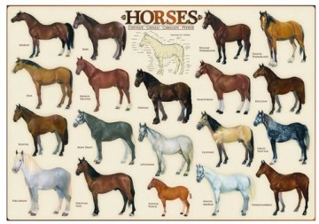 Puzzelwereld legpuzzel  eurographics 0078 collage paarden P