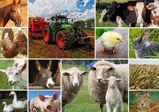 Puzzelwereld-Legpuzzel-Grafika-Collage Boerderijdieren-1500 stukjes-F00141 P